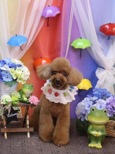 20230615茶々丸くん